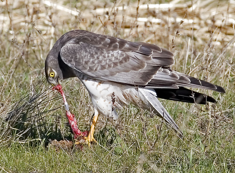 Northern Harrier and ground squirrel kill