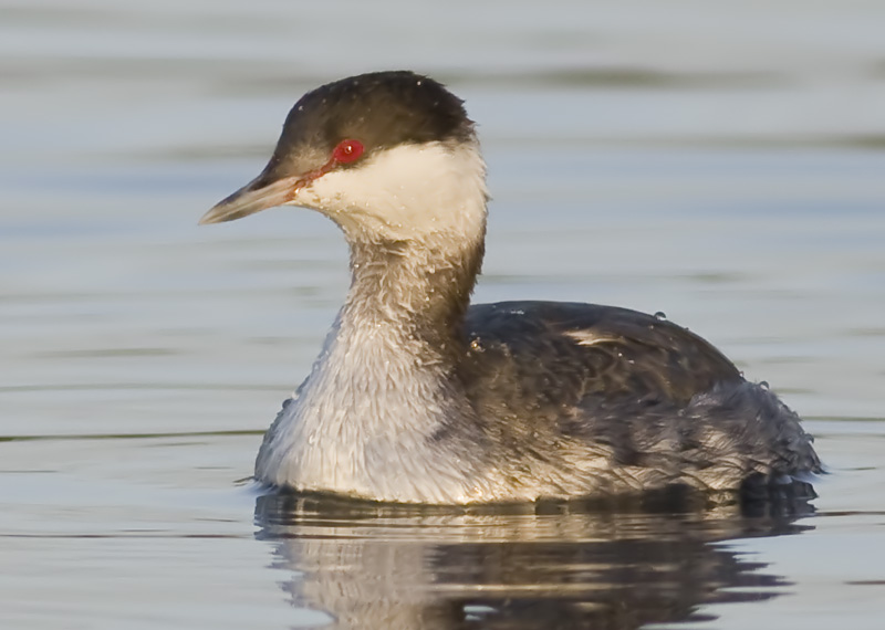 Horned Grebe in morning light