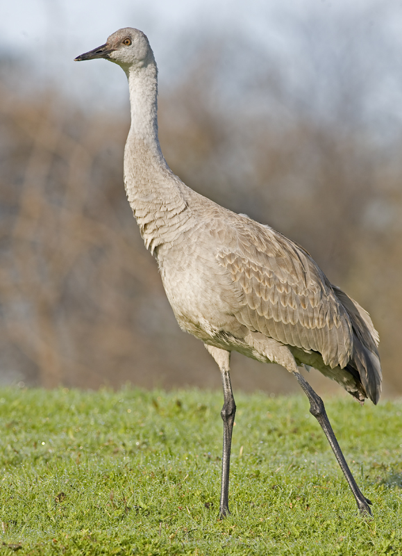 Immature Sandhill Crane<br>(Grus canadensis)