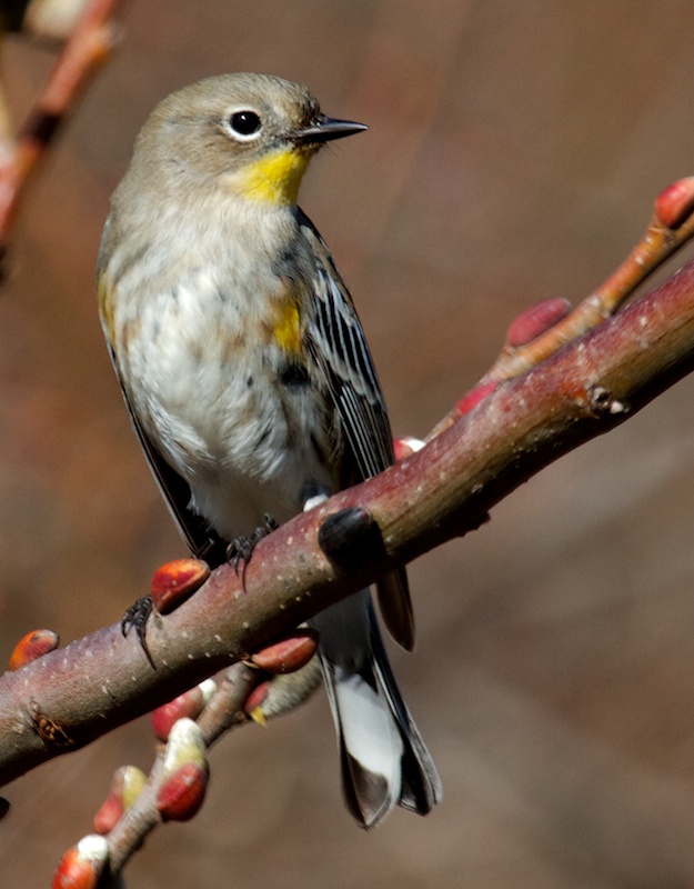 Yellow-rumped Warbler<br>(Dendroica coronata)