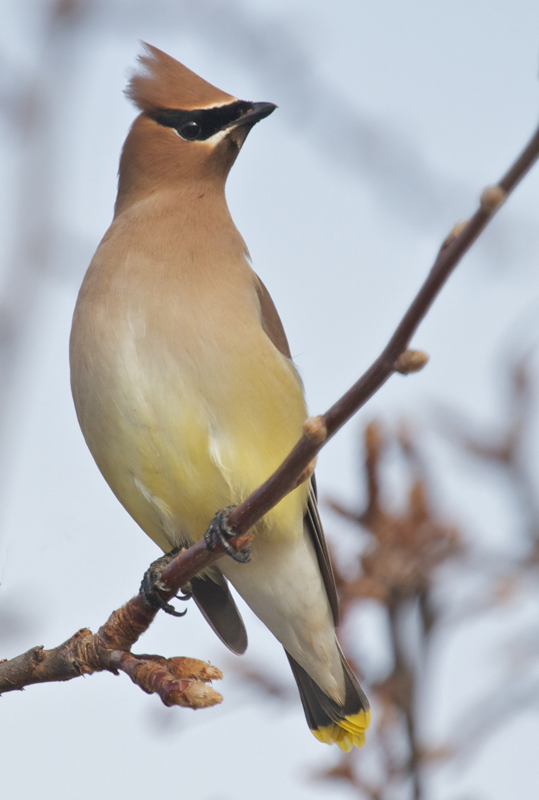 Cedar Waxwing<br> (Bombycilla cedrorum)