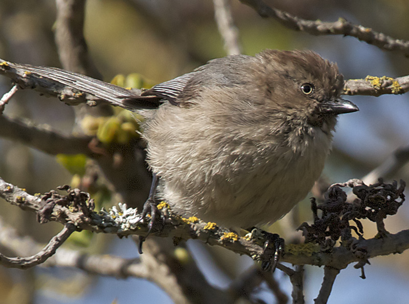 Bushtit (Female)<br> (Psaltriparus minimus)