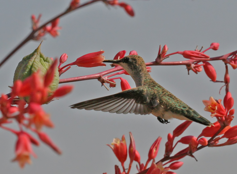Allens Hummingbird (Female)