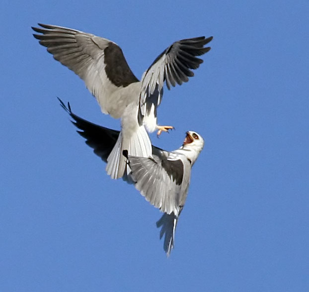 White-tailed Kites <br> The battle begins <br> #5 of 9