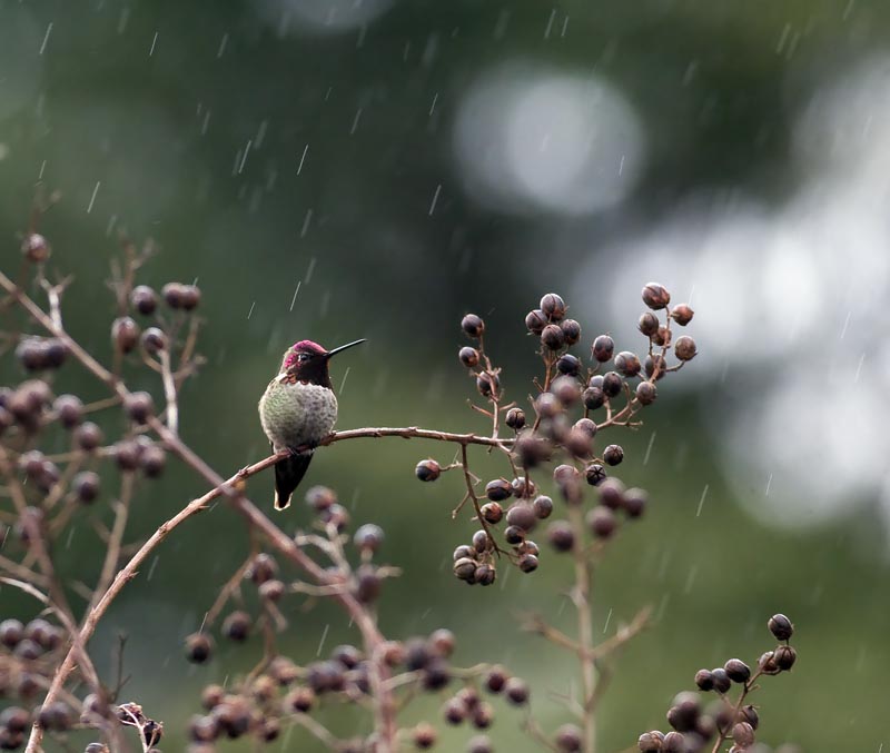 Annas Hummingbird in the rain