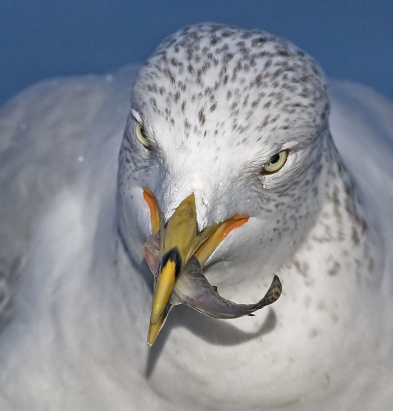Ring-billed Gull grabs a fish in the shallows