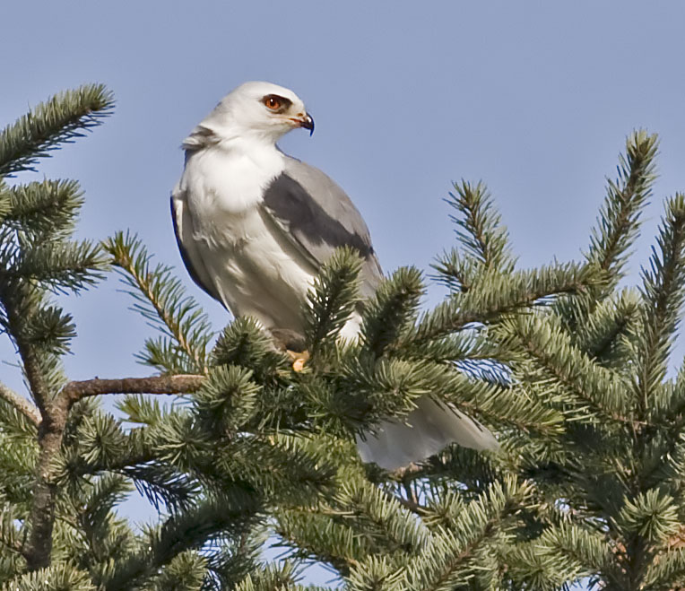 White-tailed Kite with prey - #1 of 10