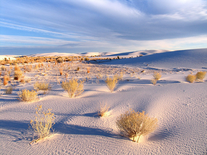 rabbitbrush.jpg