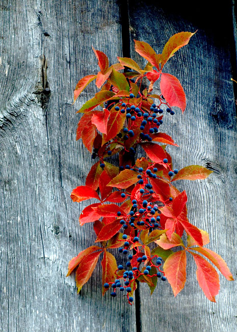 Virginia Creeper
