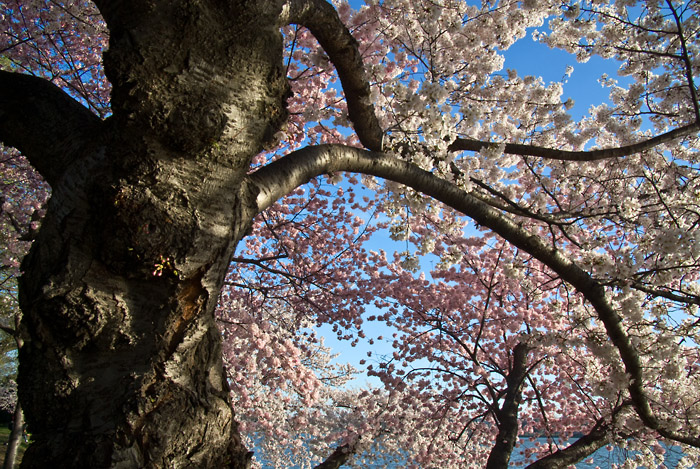cherryblossomtree.jpg