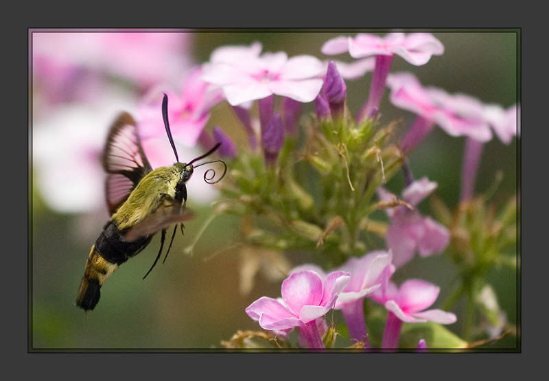 Snowberry Clearwing Hummingbird Moth