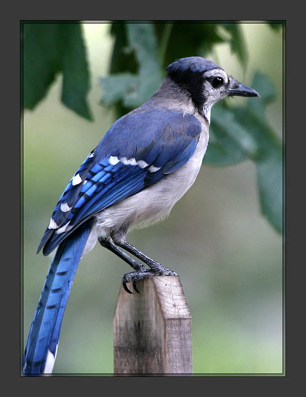Blue Jay