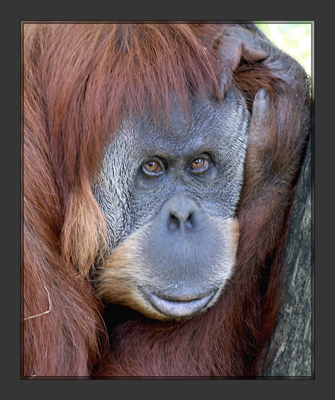 Orangutan