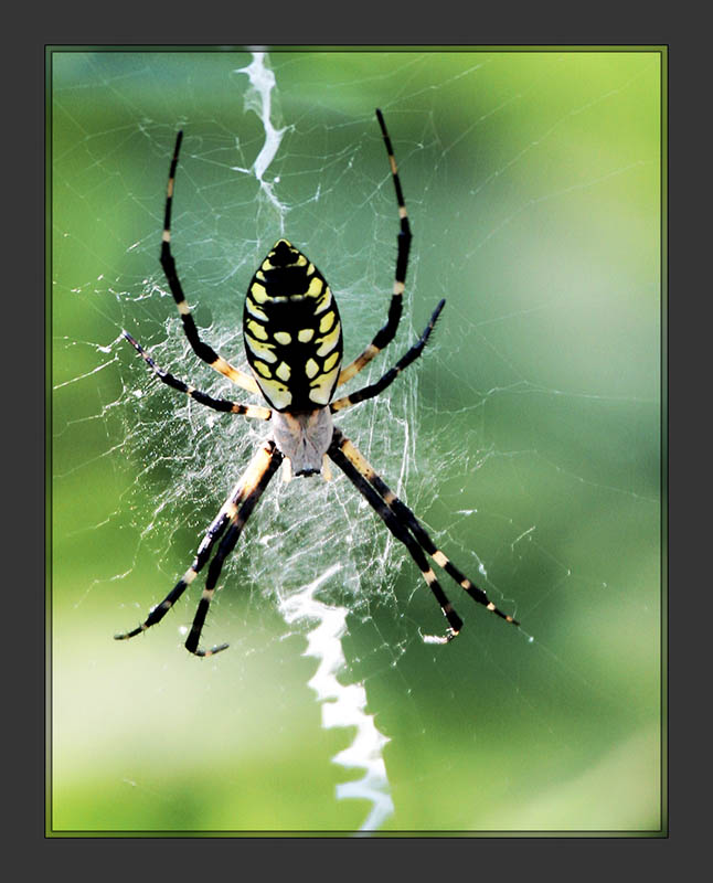 Webmaster?