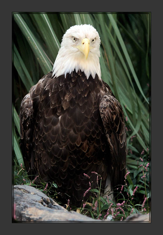 Eagle