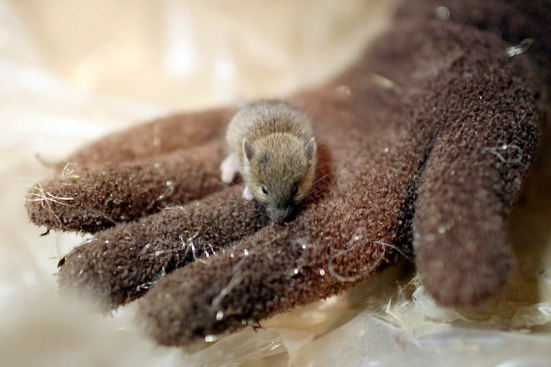 Natalies mouse