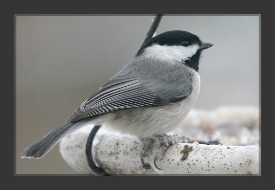 Black-capped Chickadee