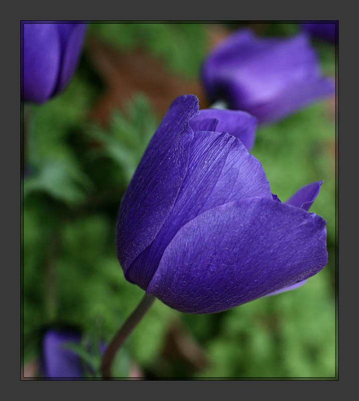 Spring Flowers