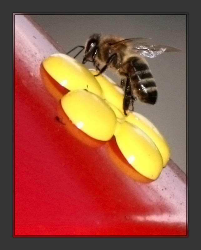 Bee