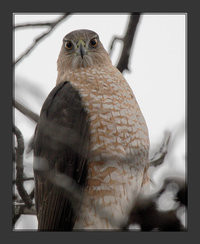 Hawk