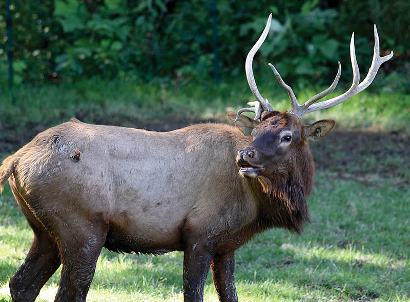 Elk