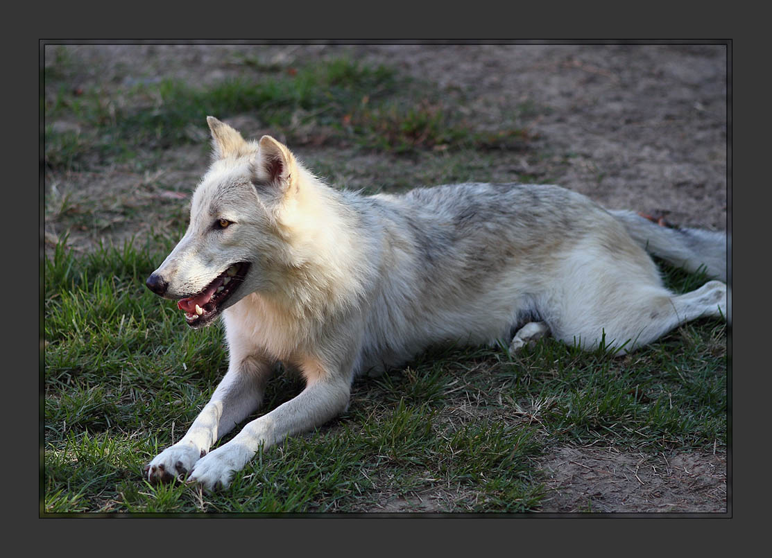 Timber Wolf2