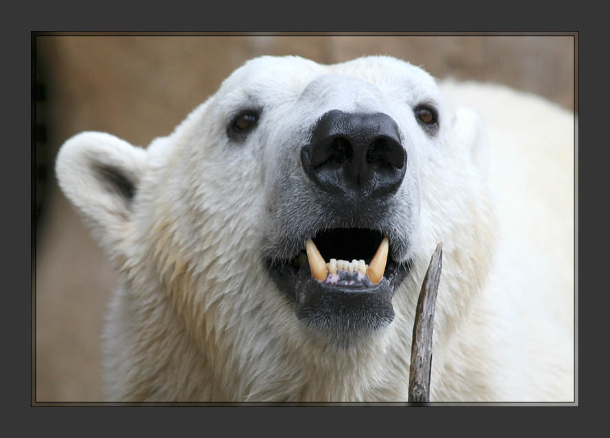 Polar Bear