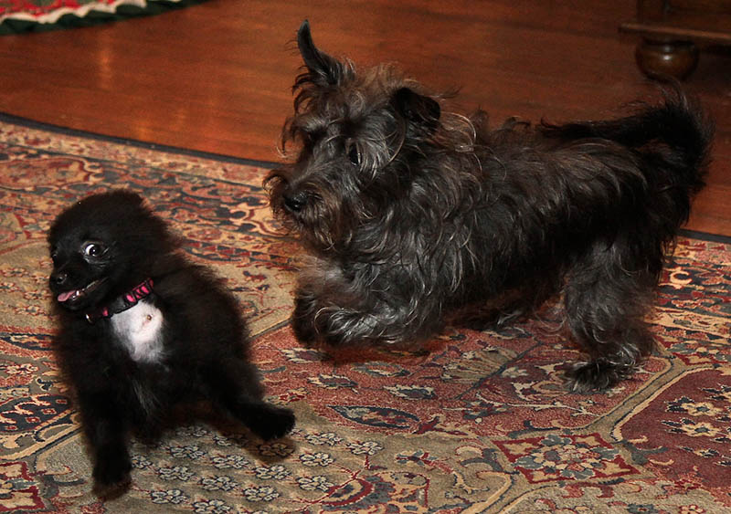 The Girls Playing