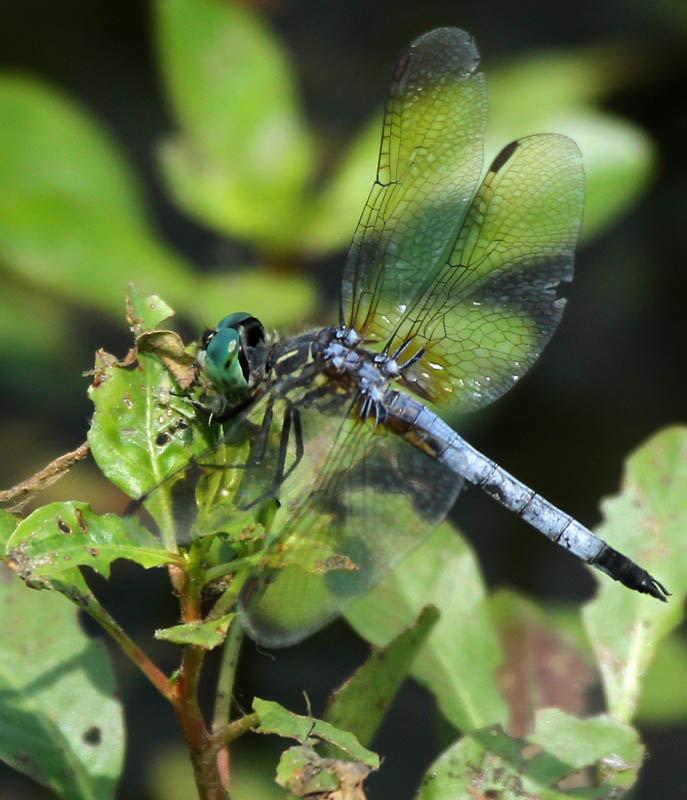 Blue Darter