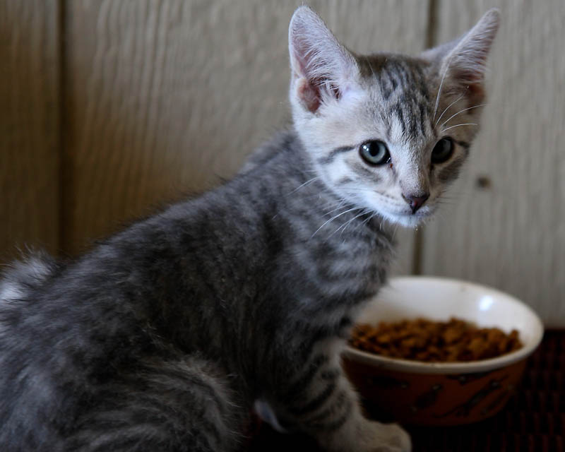 Barn Kitten