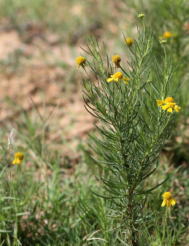 Bitter Sneezeweed