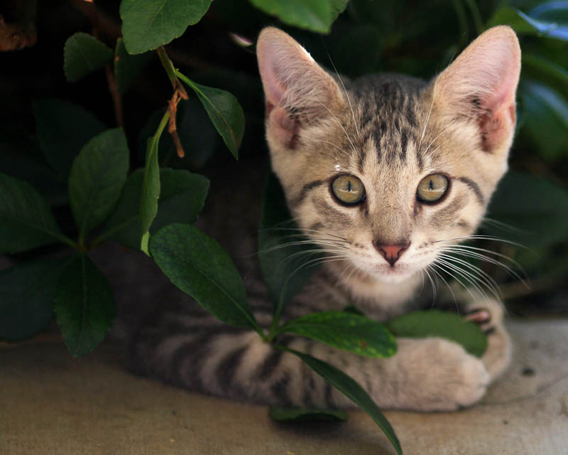 Kitten eating his greens
