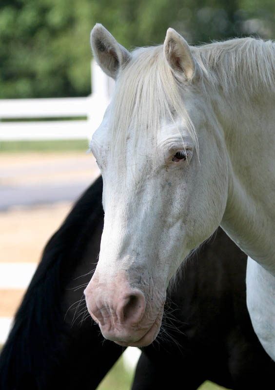 Horse_01