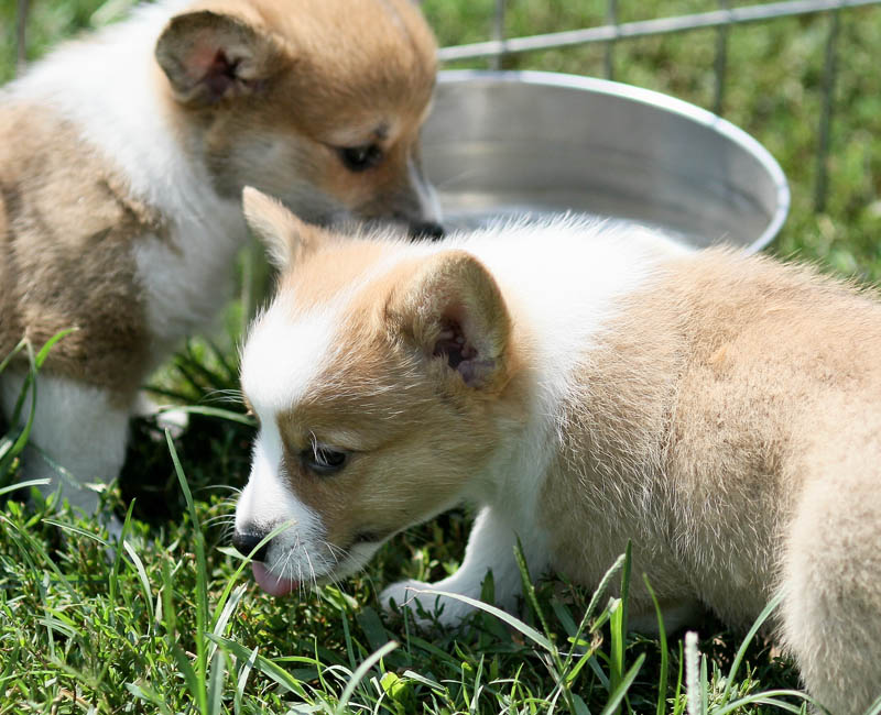 Corgi Puppies2