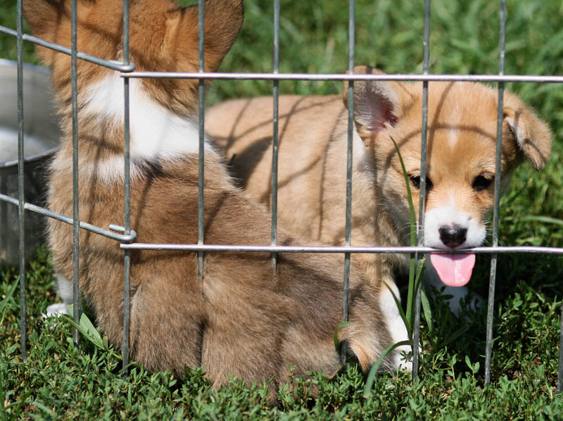 Corgi Puppies3