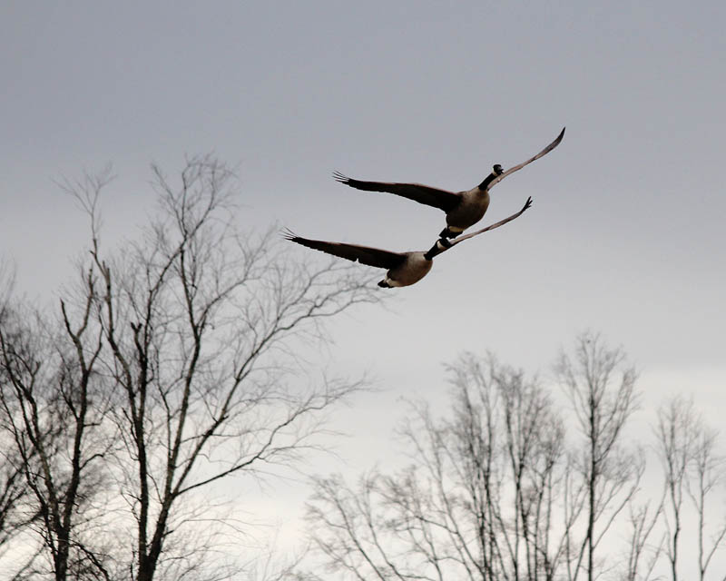 Canada Geese