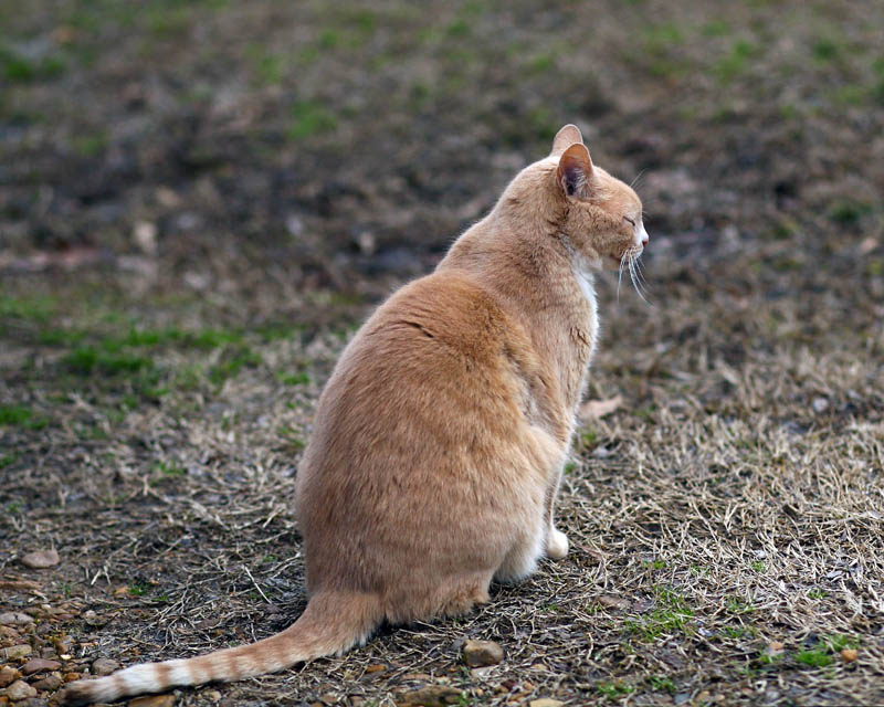 Rusty, the Barn Cat
