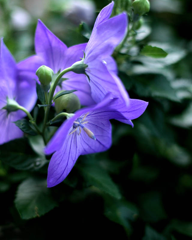 Balloon Flowers