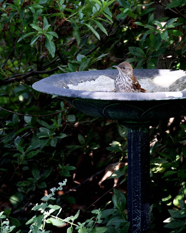 Young Thrush