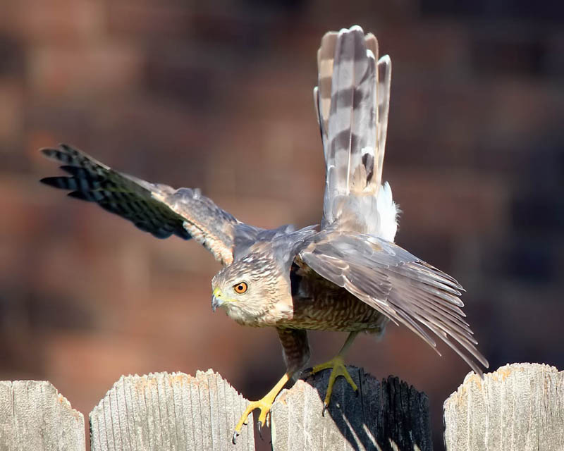 Hawk_2