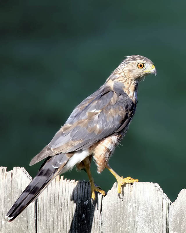 Hawk_4