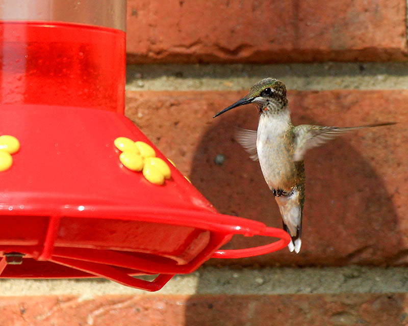 Hummer_2