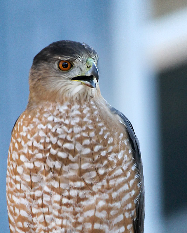 Hawk_2