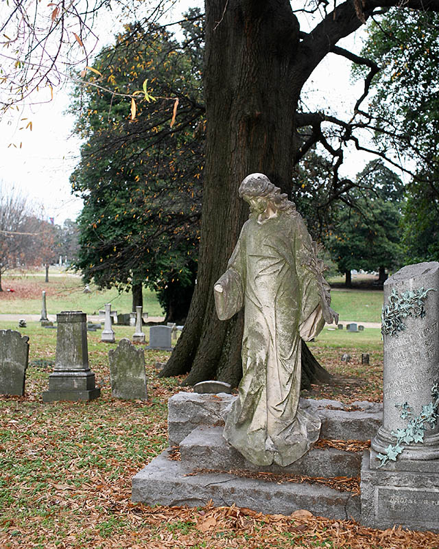 Elmwood_0225