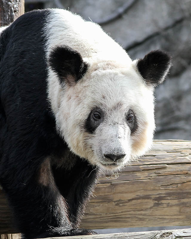 Giant Panda