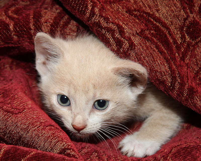 Kitten_3.