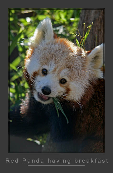 Red Panda Breakfast1