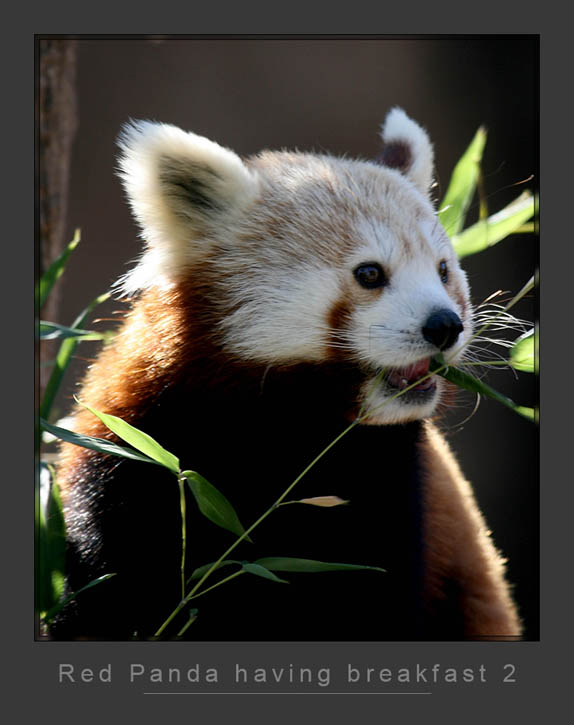 Red Panda Breakfast2