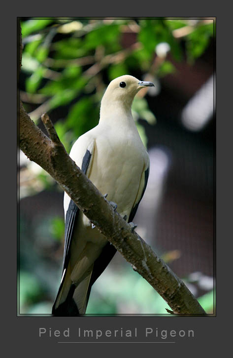 Pigeon