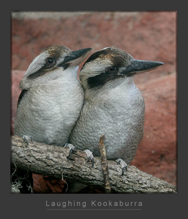 Kookaburra